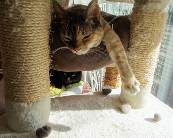 f:id:hiraryo0201:20200131000043j:plain f:id:hiraryo0201:20200131000043j:plain