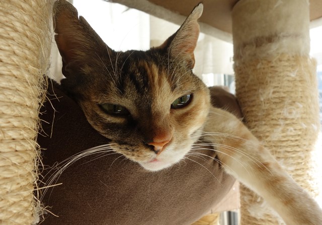 f:id:hiraryo0201:20200131000201j:plain f:id:hiraryo0201:20200131000201j:plain