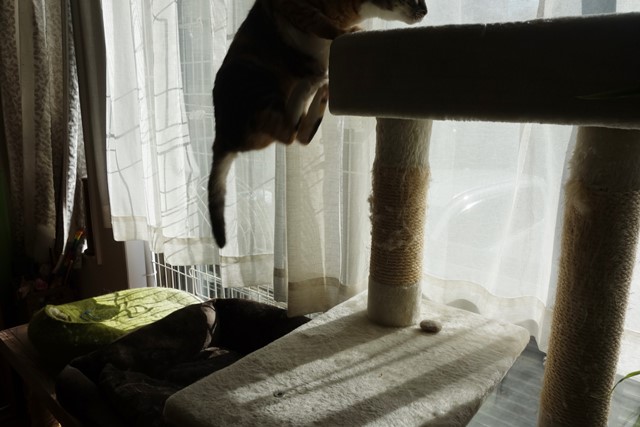 f:id:hiraryo0201:20200131000317j:plain f:id:hiraryo0201:20200131000317j:plain