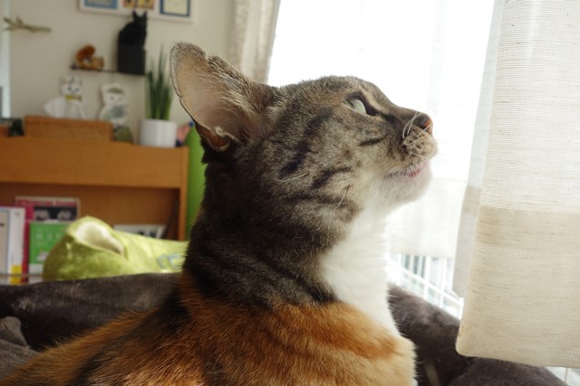 f:id:hiraryo0201:20200131000350j:plain f:id:hiraryo0201:20200131000350j:plain