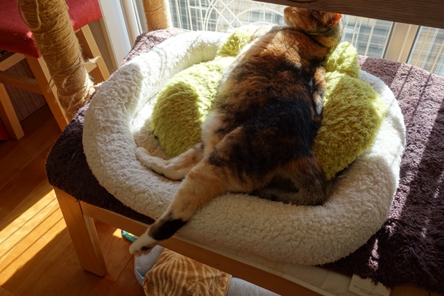 f:id:hiraryo0201:20200131000601j:plain