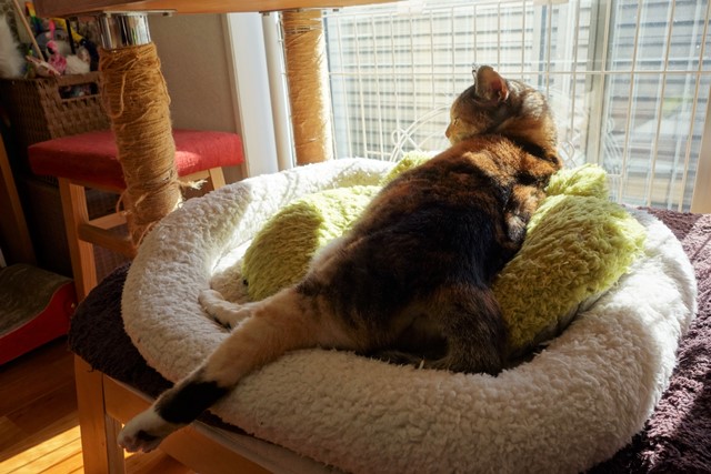 f:id:hiraryo0201:20200131000611j:plain