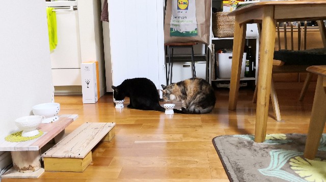 f:id:hiraryo0201:20200218234638j:image