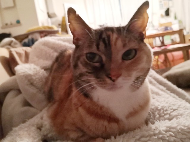 f:id:hiraryo0201:20200218234700j:image