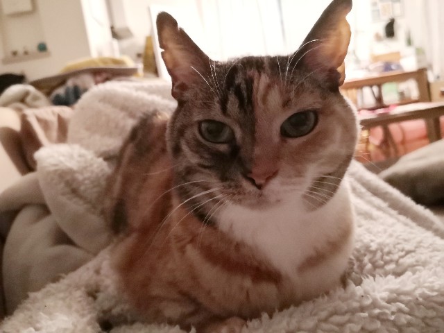 f:id:hiraryo0201:20200218234714j:image