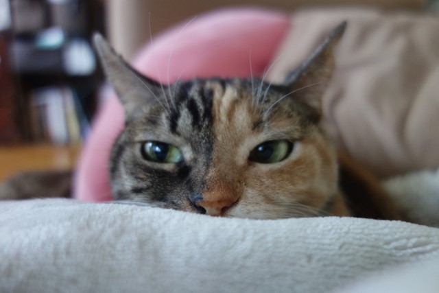 f:id:hiraryo0201:20200224215638j:plain