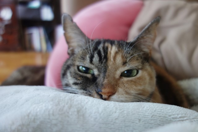 f:id:hiraryo0201:20200224215644j:plain