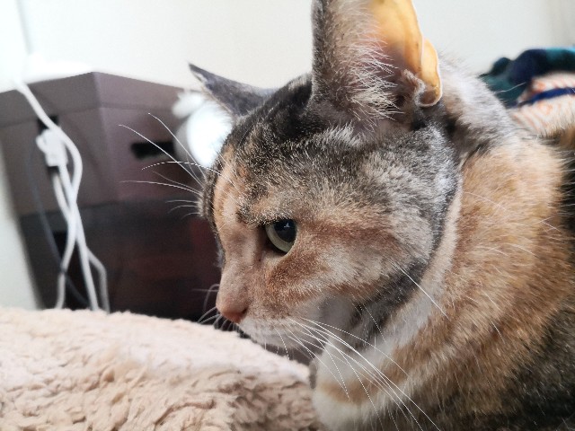 f:id:hiraryo0201:20200225175432j:image