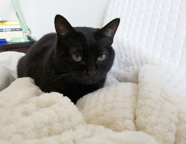 f:id:hiraryo0201:20200225175505j:image