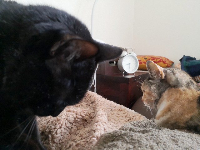 f:id:hiraryo0201:20200225175526j:image