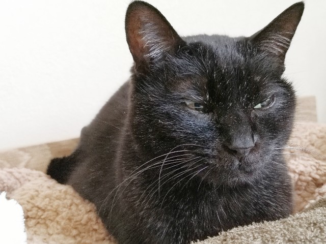 f:id:hiraryo0201:20200225175543j:image