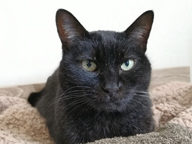 f:id:hiraryo0201:20200225175600j:image