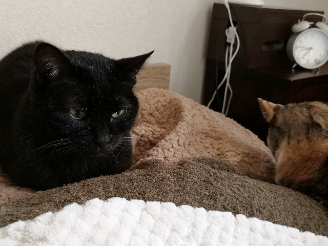 f:id:hiraryo0201:20200225175614j:image