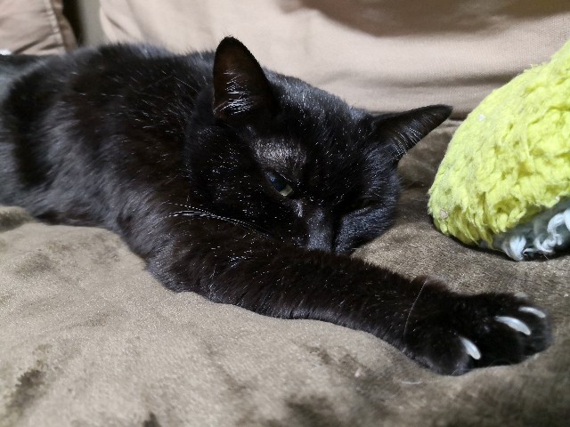 f:id:hiraryo0201:20200301235738j:image