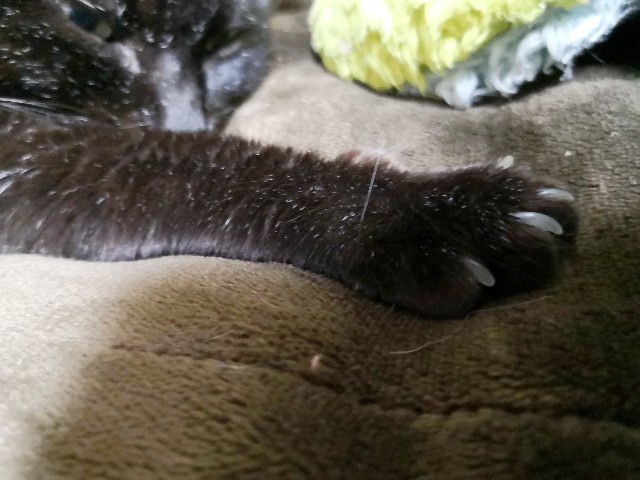 f:id:hiraryo0201:20200301235756j:image