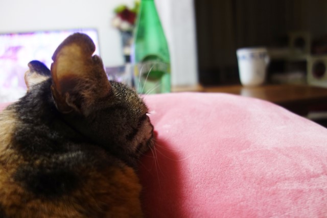 f:id:hiraryo0201:20200302211542j:plain