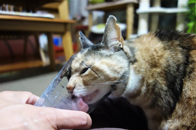 f:id:hiraryo0201:20200305211024j:plain