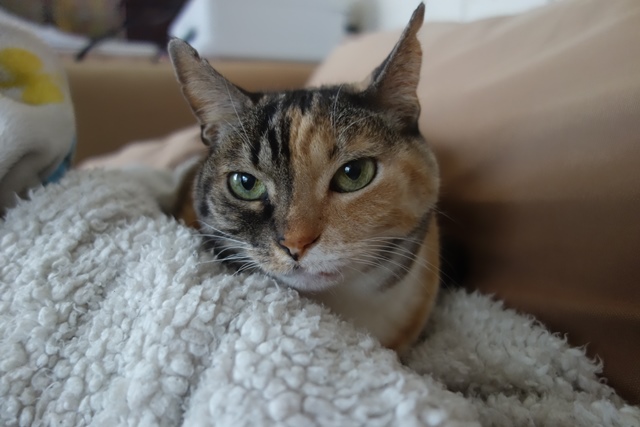 f:id:hiraryo0201:20200307084616j:plain