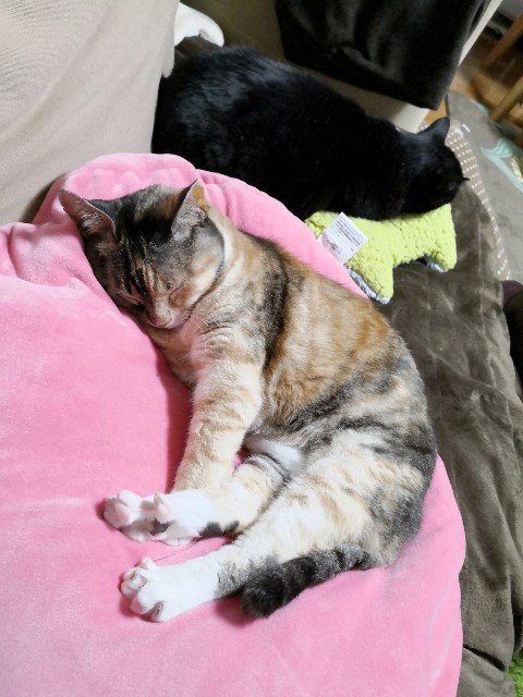 f:id:hiraryo0201:20200404230211j:image