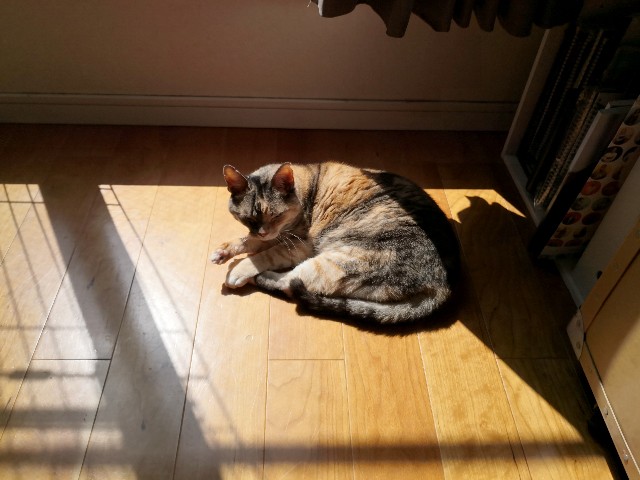 f:id:hiraryo0201:20200406181323j:plain f:id:hiraryo0201:20200406181323j:plain