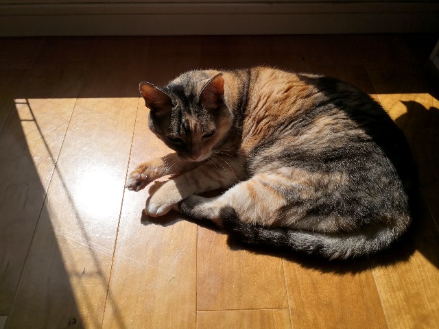 f:id:hiraryo0201:20200406181340j:plain f:id:hiraryo0201:20200406181340j:plain