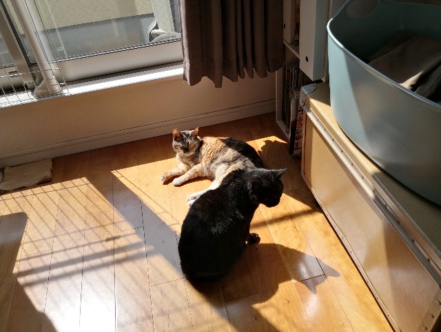 f:id:hiraryo0201:20200406181352j:plain f:id:hiraryo0201:20200406181352j:plain