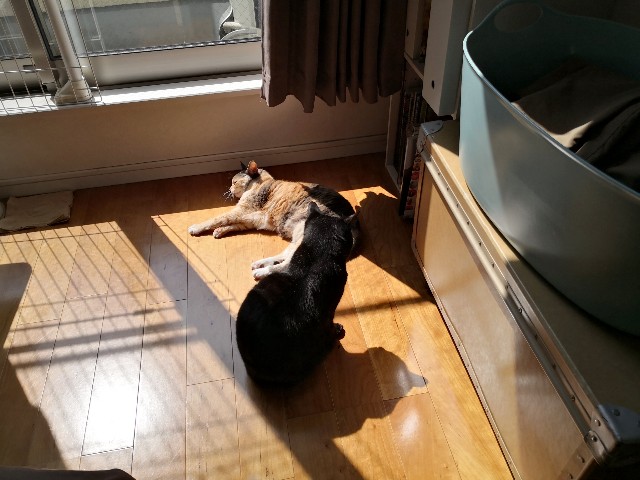 f:id:hiraryo0201:20200406181402j:plain f:id:hiraryo0201:20200406181402j:plain