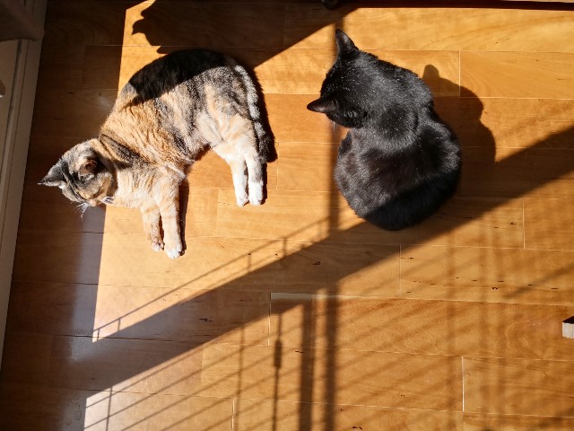 f:id:hiraryo0201:20200406181414j:plain f:id:hiraryo0201:20200406181414j:plain