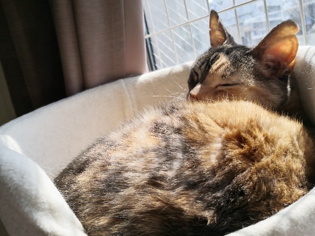 f:id:hiraryo0201:20200406181424j:plain f:id:hiraryo0201:20200406181424j:plain