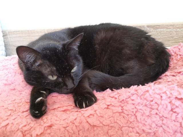 f:id:hiraryo0201:20200406181740j:plain f:id:hiraryo0201:20200406181740j:plain