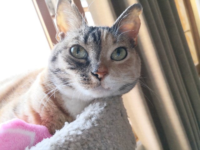 f:id:hiraryo0201:20200406182804j:plain f:id:hiraryo0201:20200406182804j:plain