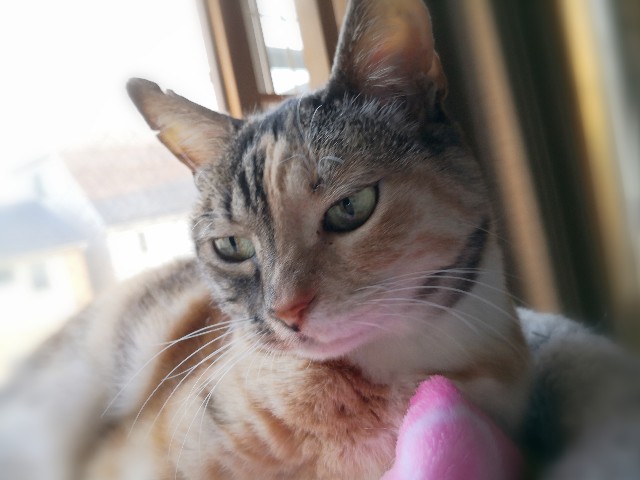 f:id:hiraryo0201:20200406182814j:plain f:id:hiraryo0201:20200406182814j:plain