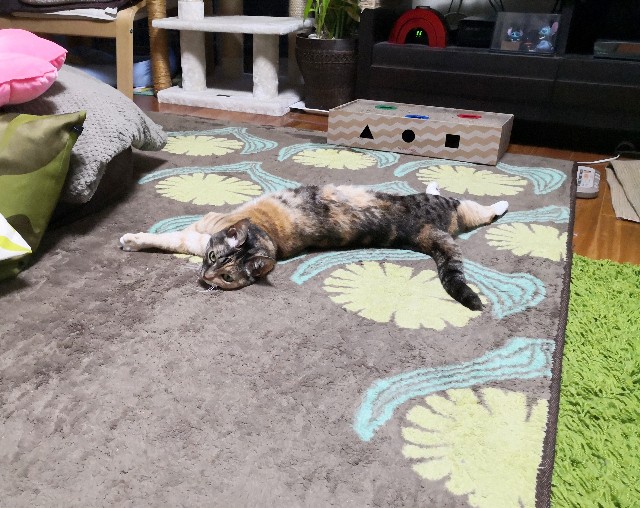 f:id:hiraryo0201:20200407194051j:plain f:id:hiraryo0201:20200407194051j:plain