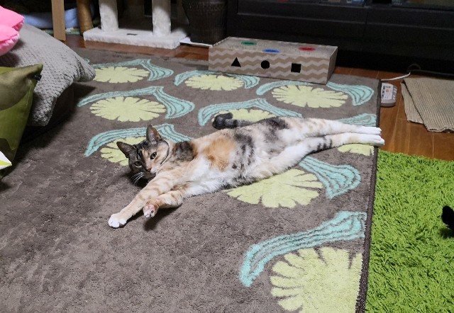 f:id:hiraryo0201:20200407194107j:plain f:id:hiraryo0201:20200407194107j:plain