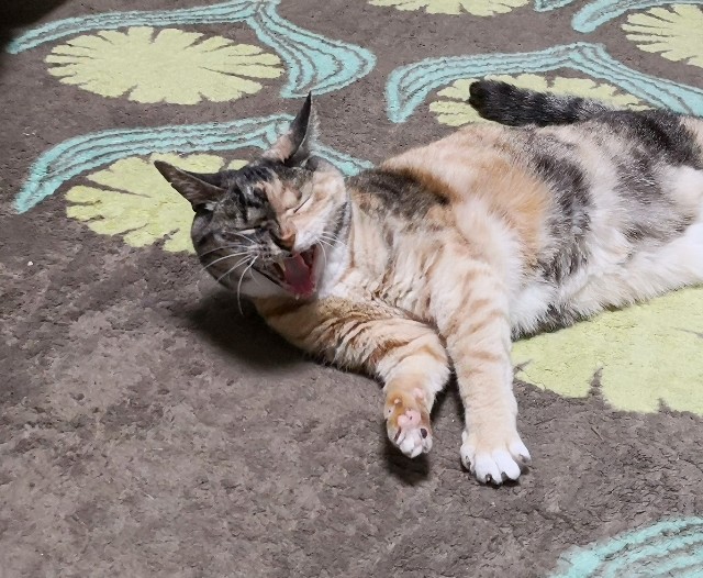 f:id:hiraryo0201:20200407194153j:plain f:id:hiraryo0201:20200407194153j:plain