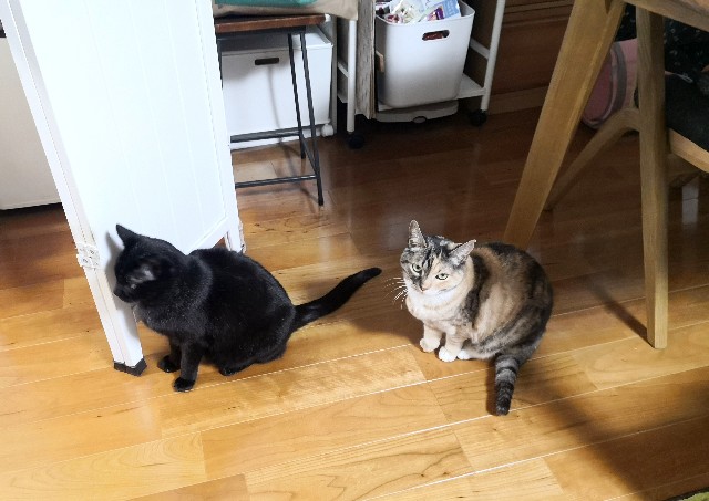 f:id:hiraryo0201:20200413104407j:image f:id:hiraryo0201:20200413104407j:image