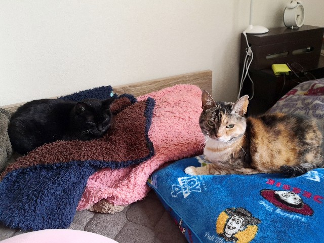 f:id:hiraryo0201:20200413104421j:plain f:id:hiraryo0201:20200413104421j:plain