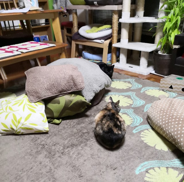 f:id:hiraryo0201:20200413104434j:plain f:id:hiraryo0201:20200413104434j:plain