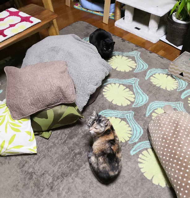 f:id:hiraryo0201:20200413104442j:plain f:id:hiraryo0201:20200413104442j:plain