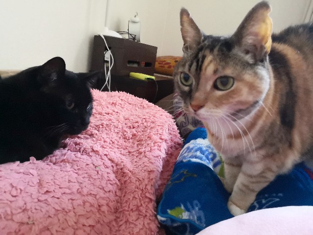 f:id:hiraryo0201:20200413104518j:plain f:id:hiraryo0201:20200413104518j:plain