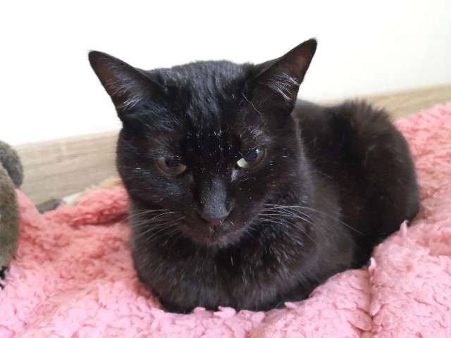 f:id:hiraryo0201:20200413104539j:plain f:id:hiraryo0201:20200413104539j:plain