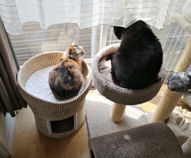 f:id:hiraryo0201:20200427225438j:image f:id:hiraryo0201:20200427225438j:image