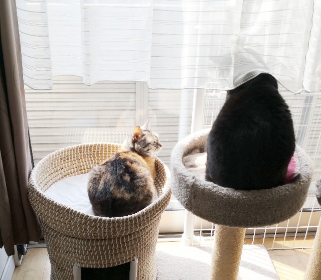 f:id:hiraryo0201:20200427225502j:image f:id:hiraryo0201:20200427225502j:image