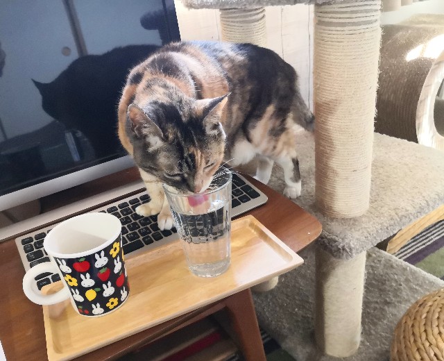 f:id:hiraryo0201:20200430201254j:plain f:id:hiraryo0201:20200430201254j:plain