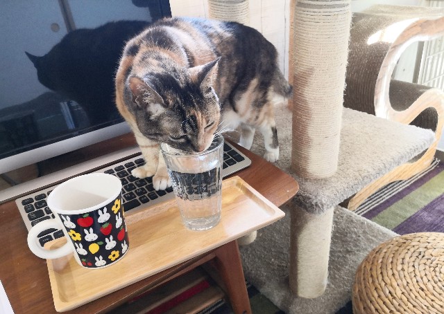 f:id:hiraryo0201:20200430201307j:plain f:id:hiraryo0201:20200430201307j:plain