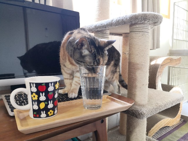 f:id:hiraryo0201:20200430201324j:plain f:id:hiraryo0201:20200430201324j:plain