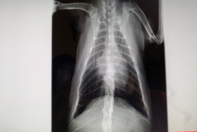 f:id:hiraryo0201:20200502190956j:plain f:id:hiraryo0201:20200502190956j:plain