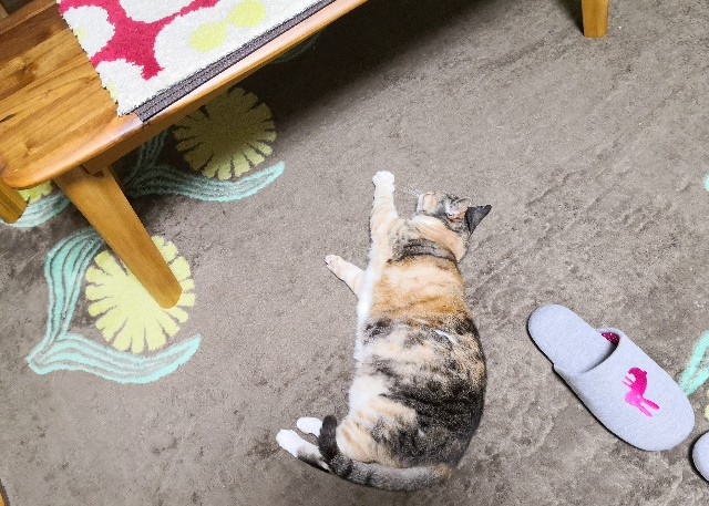 f:id:hiraryo0201:20200502191431j:plain f:id:hiraryo0201:20200502191431j:plain