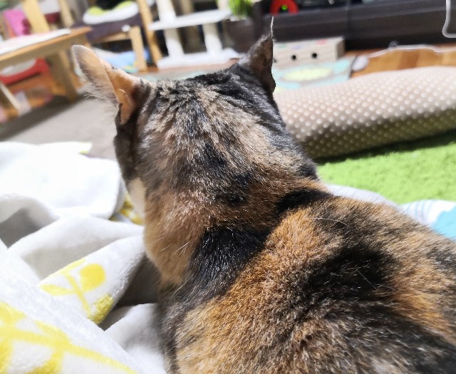 f:id:hiraryo0201:20200503183612j:image f:id:hiraryo0201:20200503183612j:image