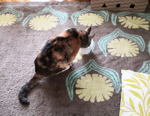 f:id:hiraryo0201:20200508134319j:image